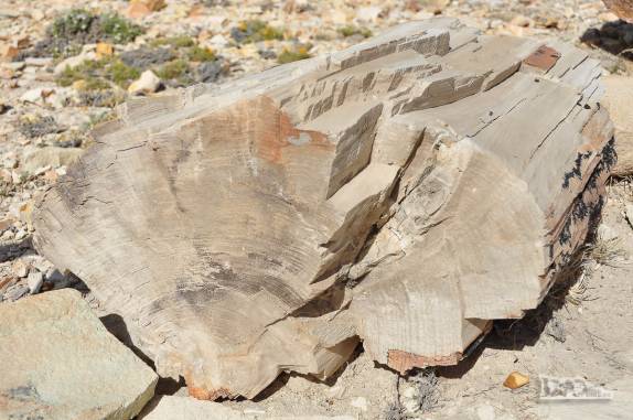 Árvores que parecem ter caído ontem, mas que foram fossilizadas há 150 milhões de anos, no Monumento Natural Bosques Petrificados, região de Caleta Olivia, no sul da Argentina